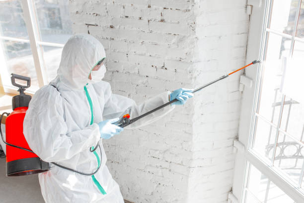 Reliable Champaign, IL Mold Removal Services Solutions