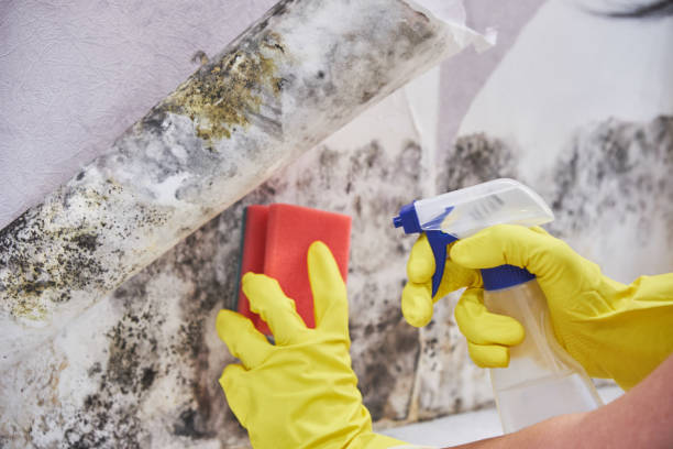 Best Industrial Mold Remediation  in Champaign, IL